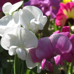 Lathyrus Latifolius Mixed Close up of two dark and pale pink flowers with blurred garden background.  2