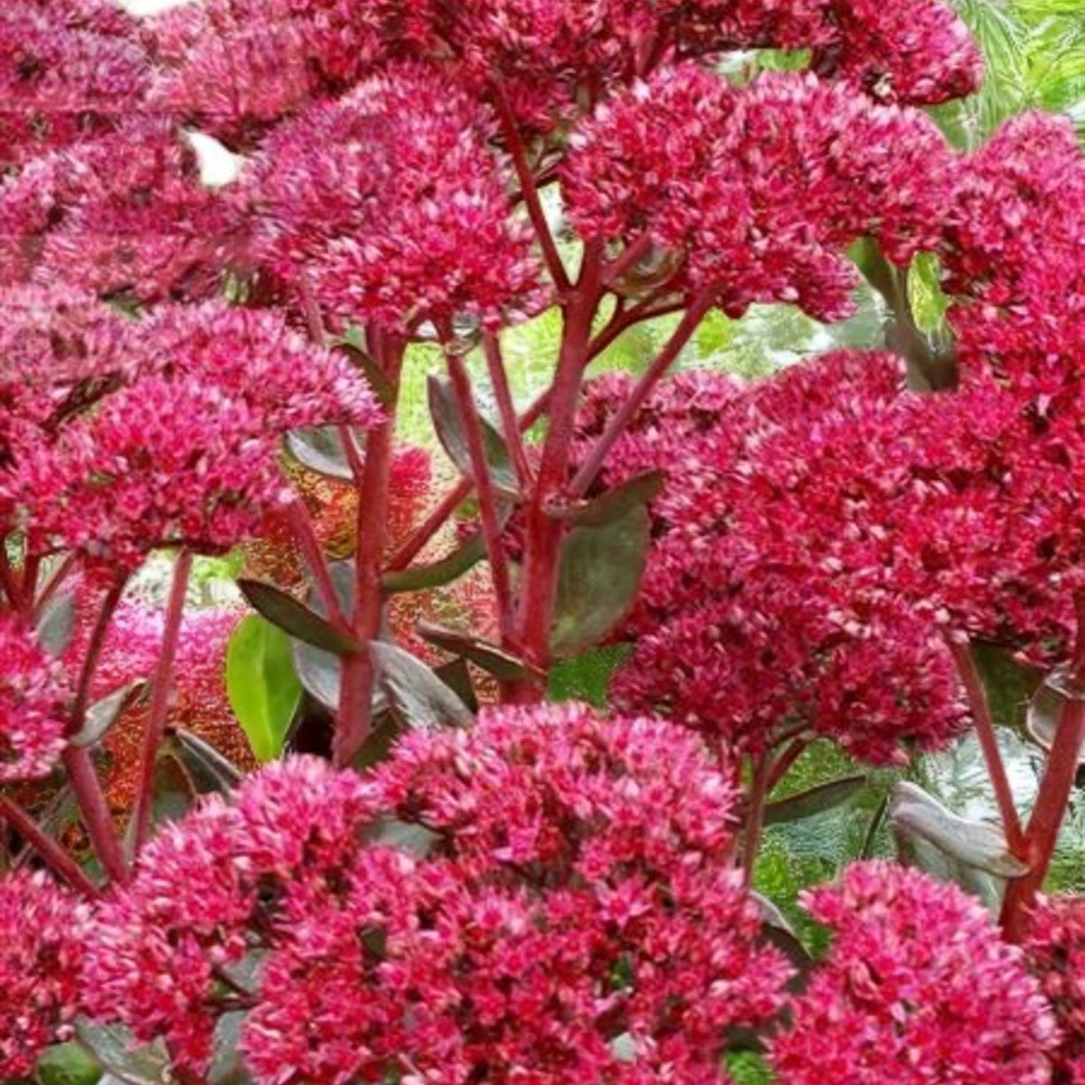 Sedum Telephium Surrender Red Cluster of dark pink sedum telephium plants surrounded by green foliage 3