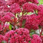 Sedum Telephium Surrender Red Cluster of dark pink sedum telephium plants surrounded by green foliage 3