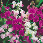 Lathyrus Latifolius Mixed Cluster of dark and pale pink flowers with blurred garden background.  3