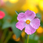 Cistus Silver Pink Close up of pale pink cistus flower with yellow centre, in blurred garden setting 4