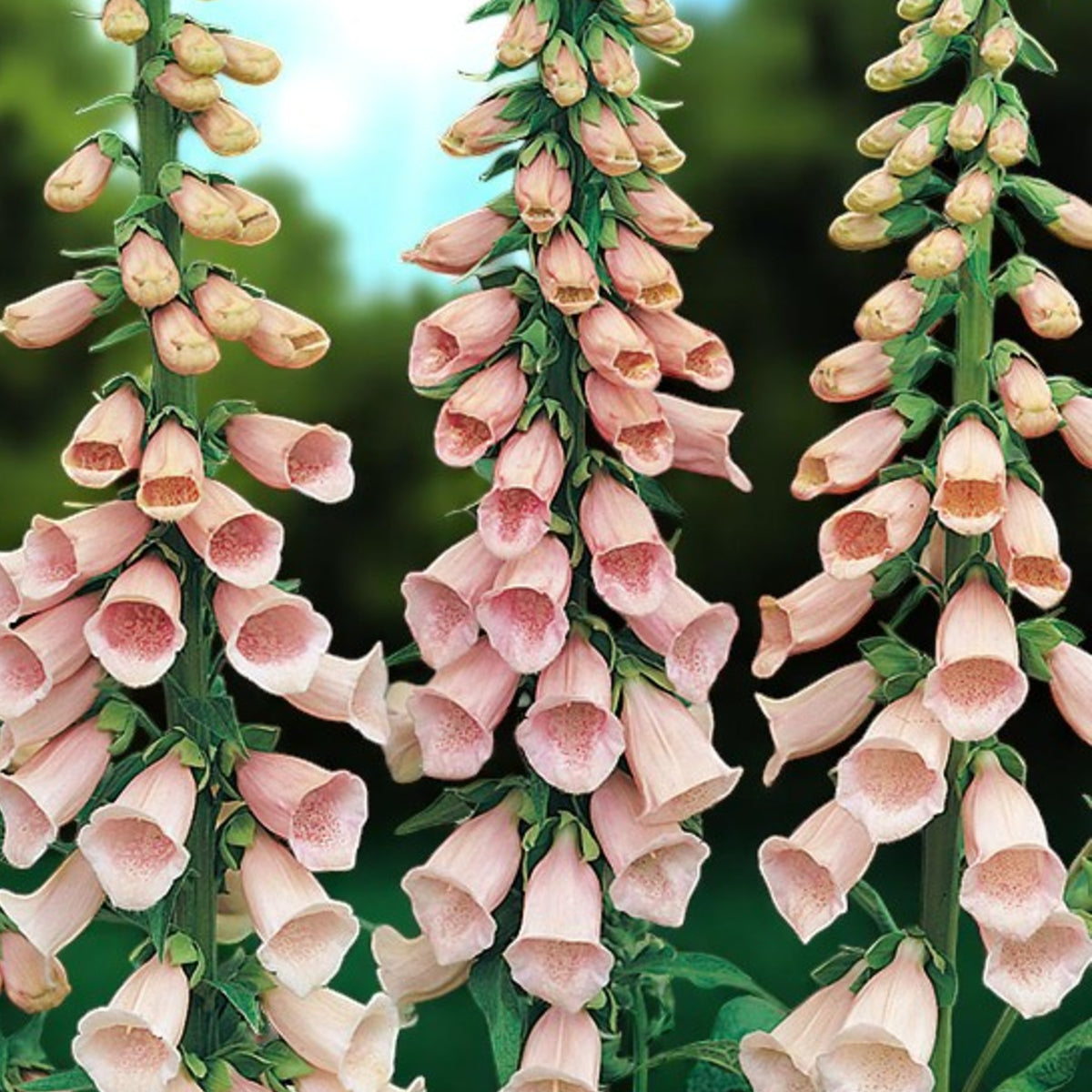 Digitalis Purpurea Excelsior Three tall pale pink plants with trumpet style blooms and blurred garden background.  1
