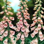 Digitalis Purpurea Excelsior Three tall pale pink plants with trumpet style blooms and blurred garden background.  1