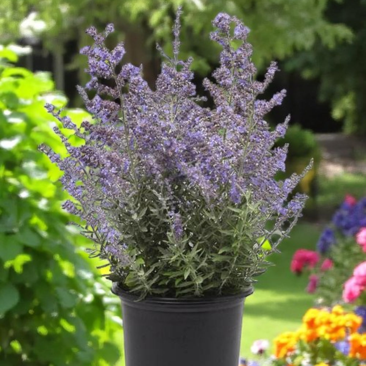 Perovskia Atriplicifolia Bluesette perovskia plant in black plant pot, in garden. 2
