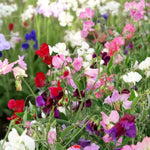 Lathyrus Latifolius Mixed Cluster of pink, white, red, and purple flowers surrounded by foliage.  4