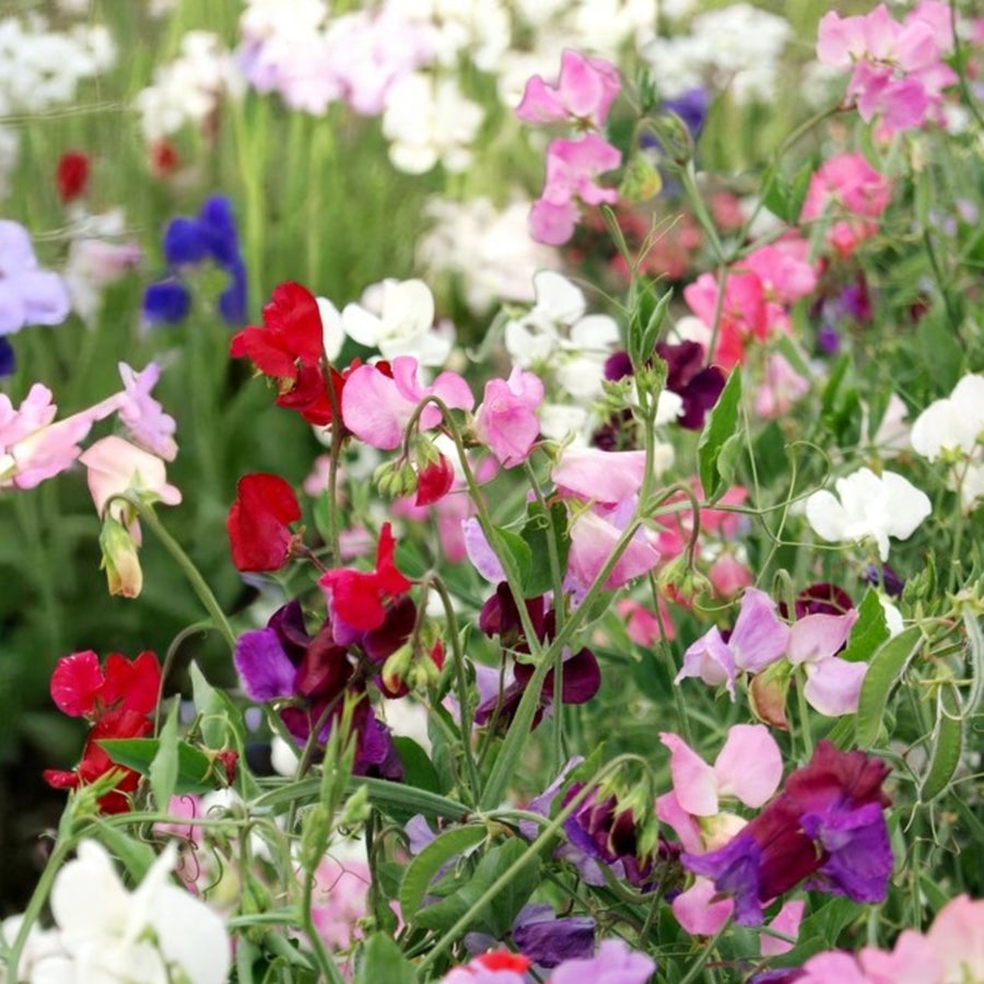 Lathyrus Latifolius Mixed Cluster of pink, white, red, and purple flowers surrounded by foliage.  4