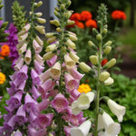 Digitalis Purpurea Excelsior Cluster of pale pink plants with trumpet style blooms and blurred garden background.  3