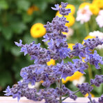 Perovskia Atriplicifolia Bluesette Close up of purple perovskia stems in garden setting.  4