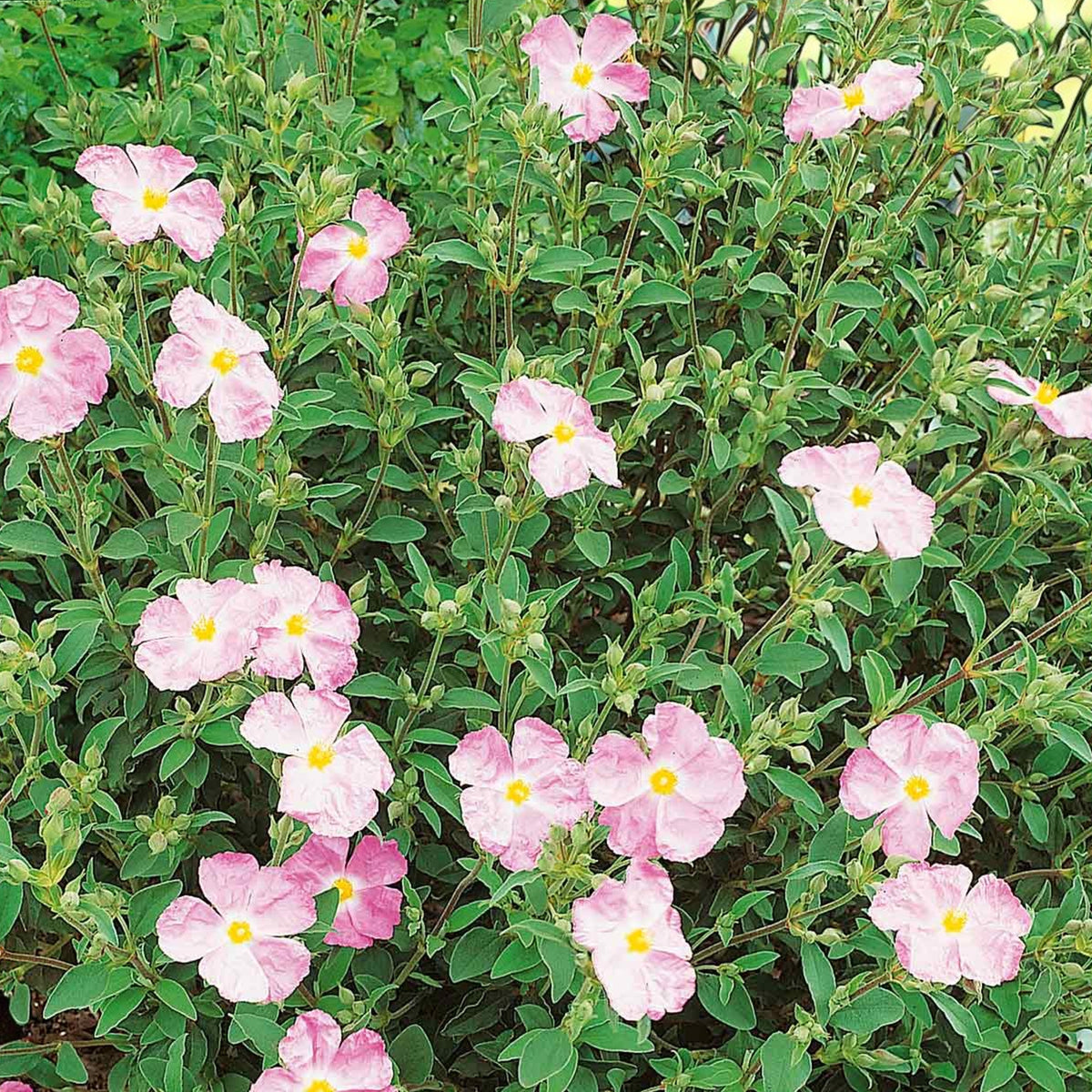 Cistus Silver Pink Cluster of pale pink cistus flower with yellow centre, in garden setting 2