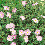 Cistus Silver Pink Cluster of pale pink cistus flower with yellow centre, in garden setting 2