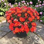 Impatiens Coral Flame New Guinea Bedding Plants  2
