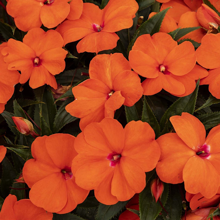 Impatiens New Guinea Bedding Plants  7