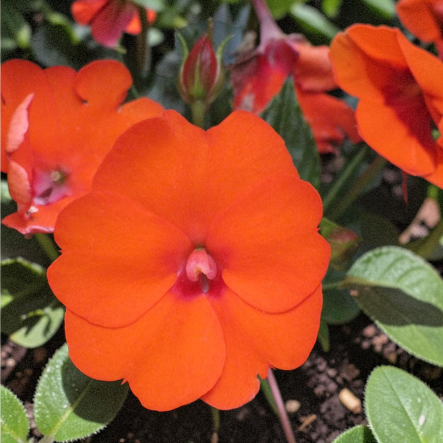 Impatiens Electric Orange New Guinea Bedding Plants  1