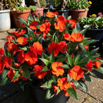Impatiens Electric Orange New Guinea Bedding Plants  3