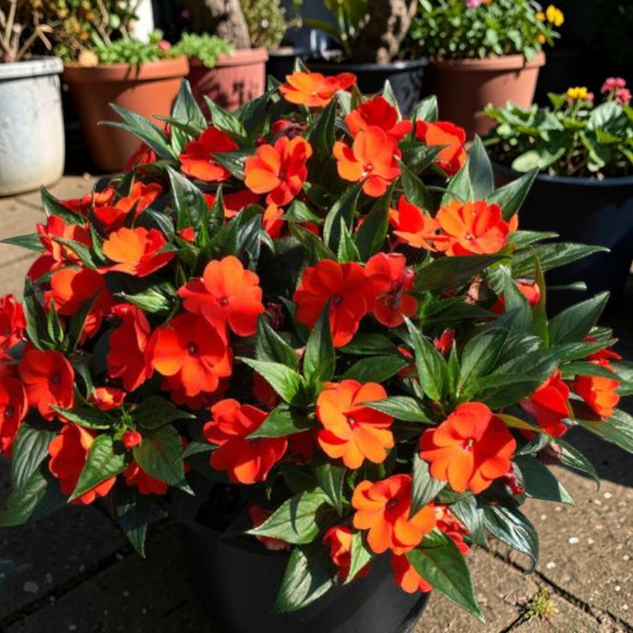 Impatiens Electric Orange New Guinea Bedding Plants  3