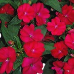 Impatiens New Guinea Bedding Plants  4