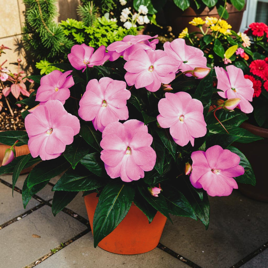 Impatiens Orchid Flame New Guinea Bedding Plants  3