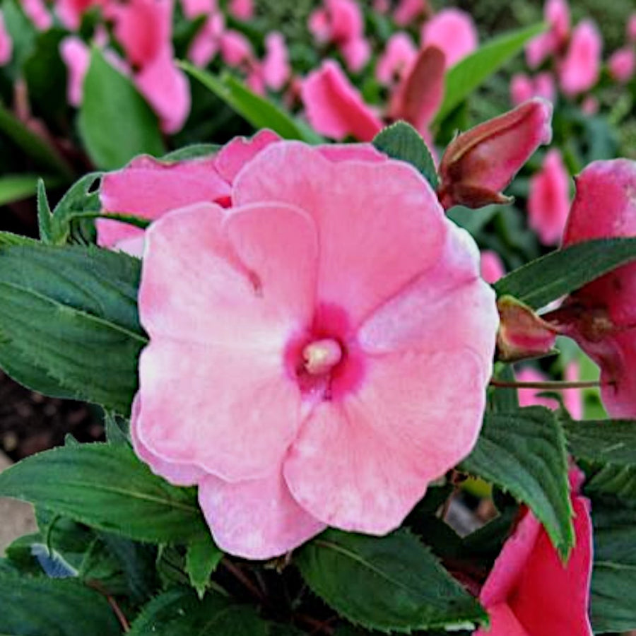Impatiens New Guinea Bedding Plants  3