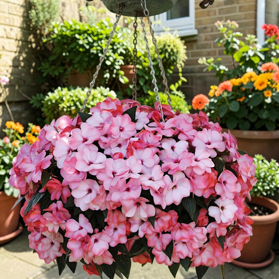 Impatiens Pink Frost New Guinea Bedding Plants  2
