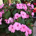 Impatiens Pink Frost New Guinea Bedding Plants  3