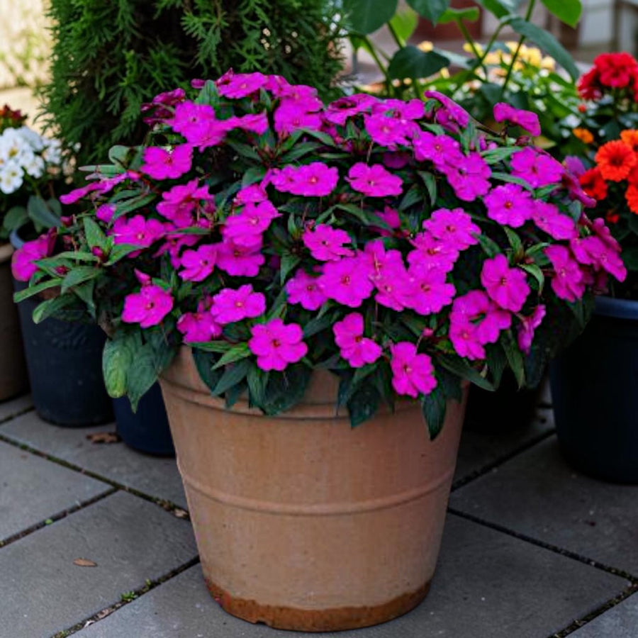 Impatiens Purple Blue New Guinea Bedding Plants  3