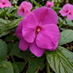 Impatiens New Guinea Bedding Plants  6