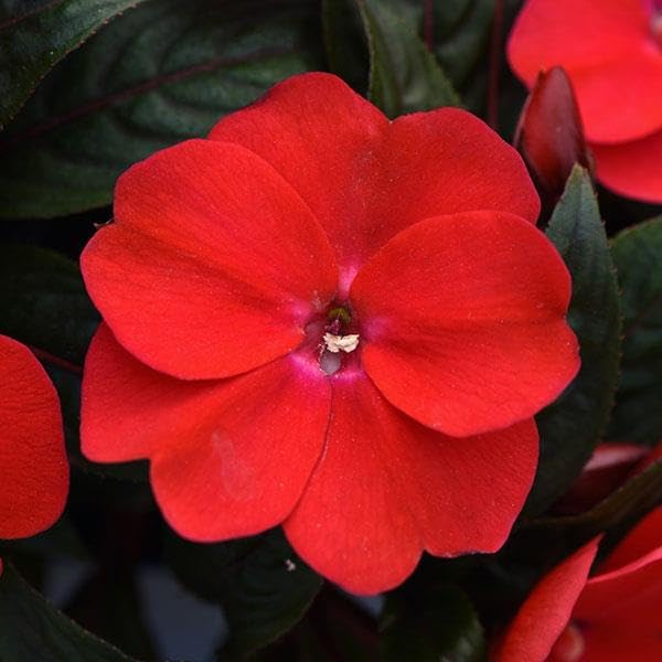 Impatiens Red New Guinea Bedding Plants  2
