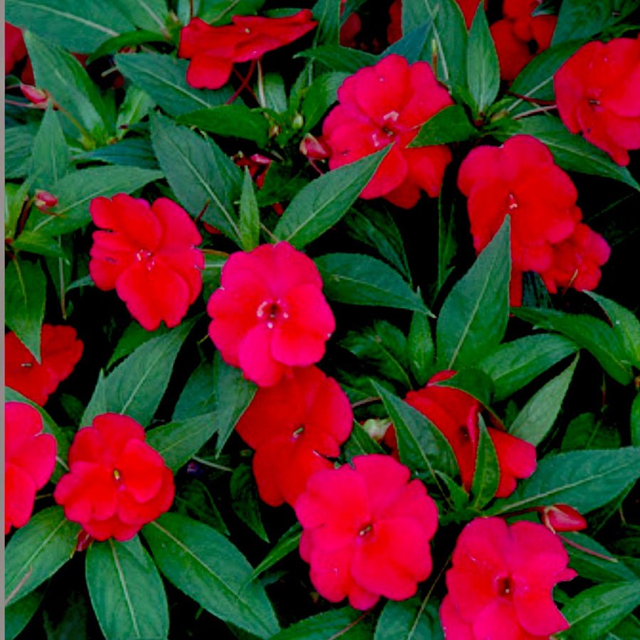 Impatiens Red New Guinea Bedding Plants  1