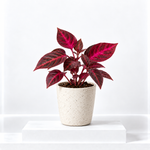 Iresine Bloodleaf 'Beefsteak' Plant  1