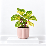 Iresine Bloodleaf 'Beefsteak' Plant  2