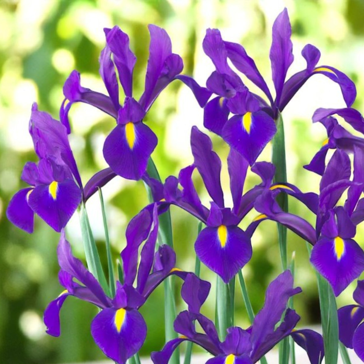 Iris Hong Kong Spring Bulbs A group of vibrant purple iris with yellow centres, with blurred green foliage in background. 2