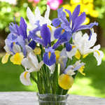 Iris Hong Kong Spring Bulbs A flower arrangement of purple and white iris flowers in a glass vase, with blurred garden in background. 3