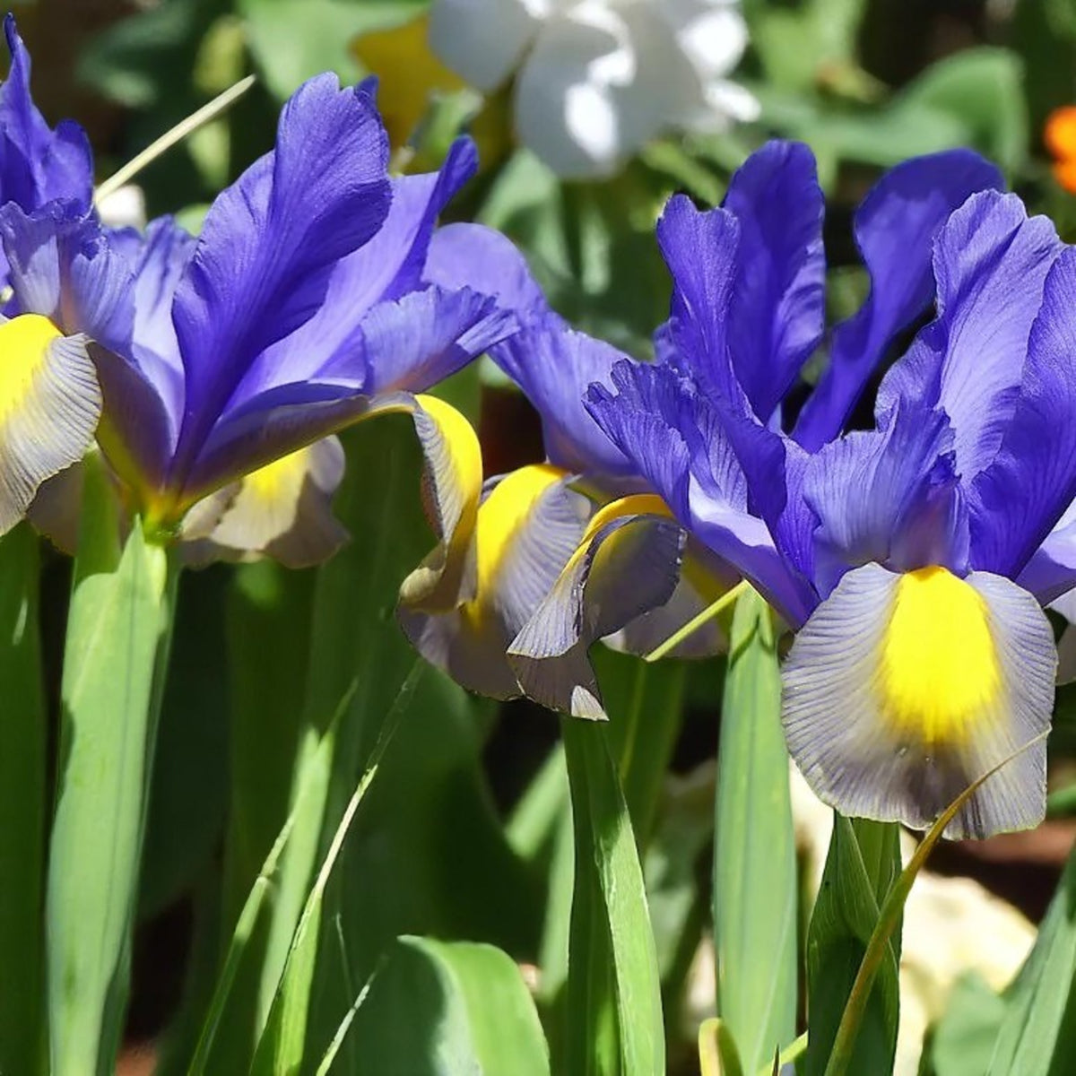 Iris Frans Hals Spring Bulbs Group of purple and yellow irises bloomed in a vibrant garden setting. 2