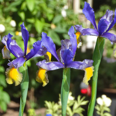 Three purple and yellow irises bloom in a vibrant garden setting.