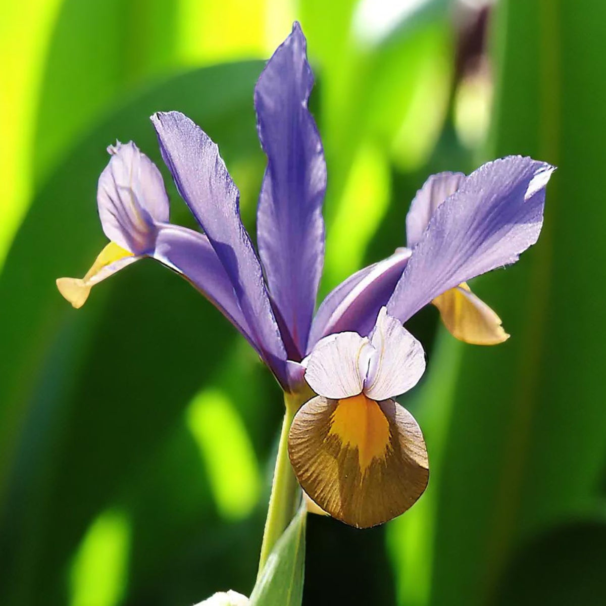 Iris Frans Hals Spring Bulbs Close up of purple iris bloom with blurred green foliage in background. 3