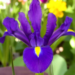 Iris Hong Kong Spring Bulbs A vibrant purple iris with a yellow centre stands out among a variety of other colourful flowers in the background. 1