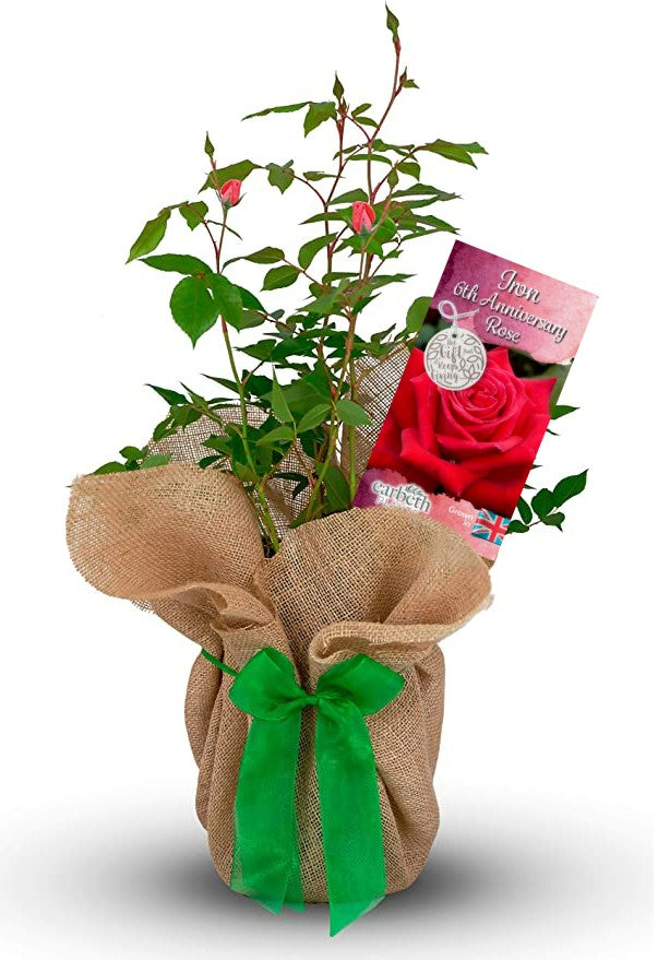 Iron 6th Wedding Anniversary Rose Bush Gift Wrapped Iron6thRose 1