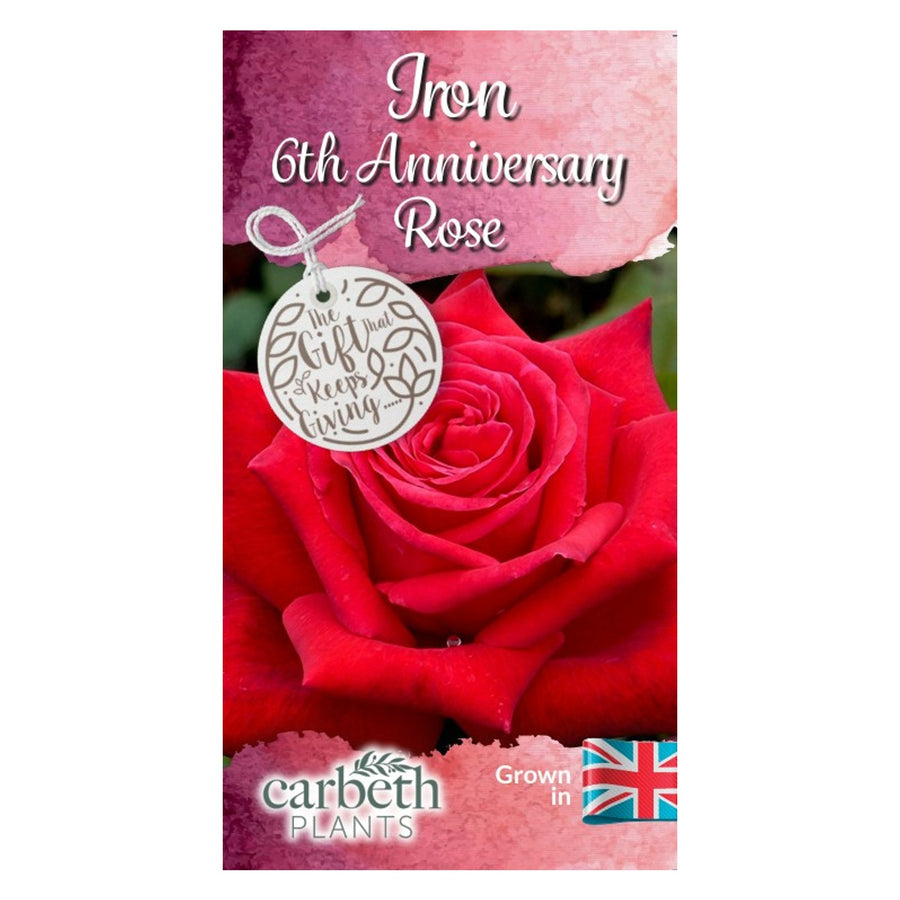Iron 6th Wedding Anniversary Rose Bush Gift Wrapped  3