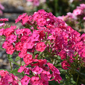 Phlox Ka-pow pink  2