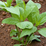 Jerusalem Artichoke Bare Roots Young Jerusalem artichoke plants growing in soil, showing bright green, serrated leaves on sturdy stems. 2