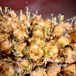 Jerusalem Artichoke Bare Roots A cluster of Jerusalem artichoke tubers beginning to sprout, with small green shoots emerging from the knobbly surface. 3