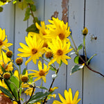Jerusalem Artichoke Bare Roots A flowering Jerusalem artichoke plant with bright yellow sunflower-like blooms growing beside a weathered wooden fence. 4