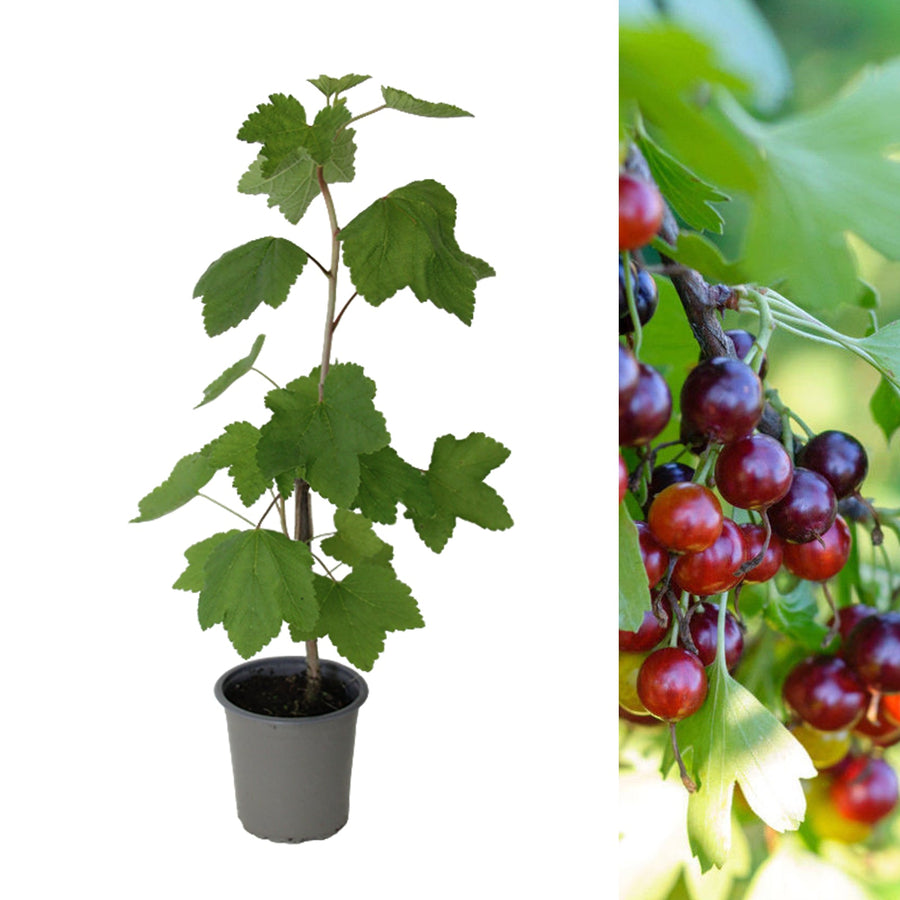 Jostaberry Bush in a Pot  1