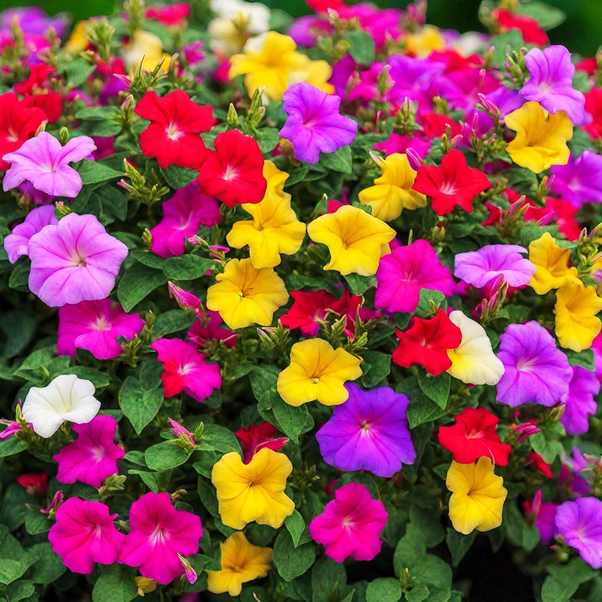 Mirabilis Jalapa Bare Root  1