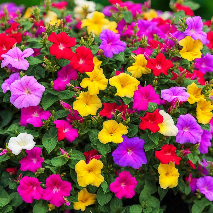 Mirabilis Jalapa Bare Root  1