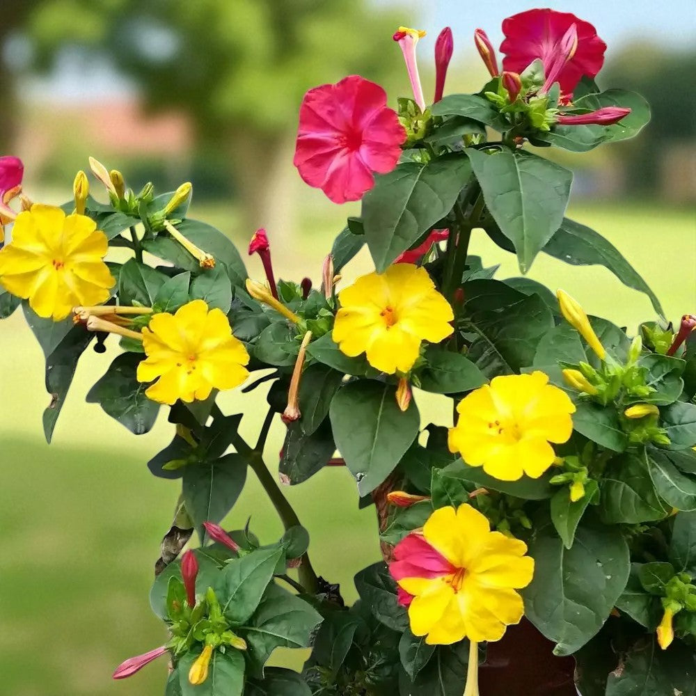 Mirabilis Jalapa Bare Root  3