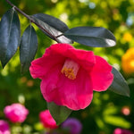 Jupiter Camellia  2