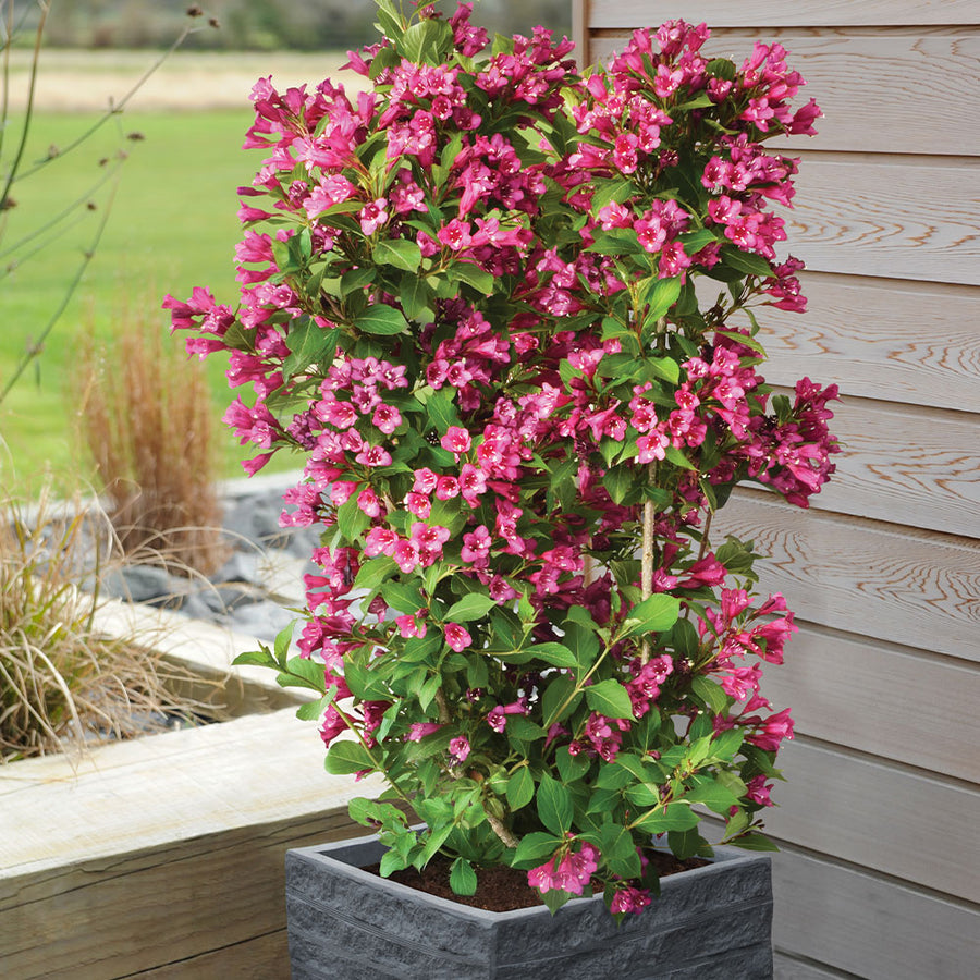 Weigela 'Tower of Flowers Cherry' Weigela 'Tower of Flowers Cherry' image2 2
