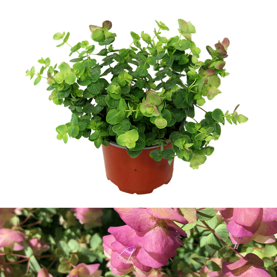 Oregano Kent Beauty KNTBEUTYOREGN-1-kent beauty ornamental oregano outdoor plant 1