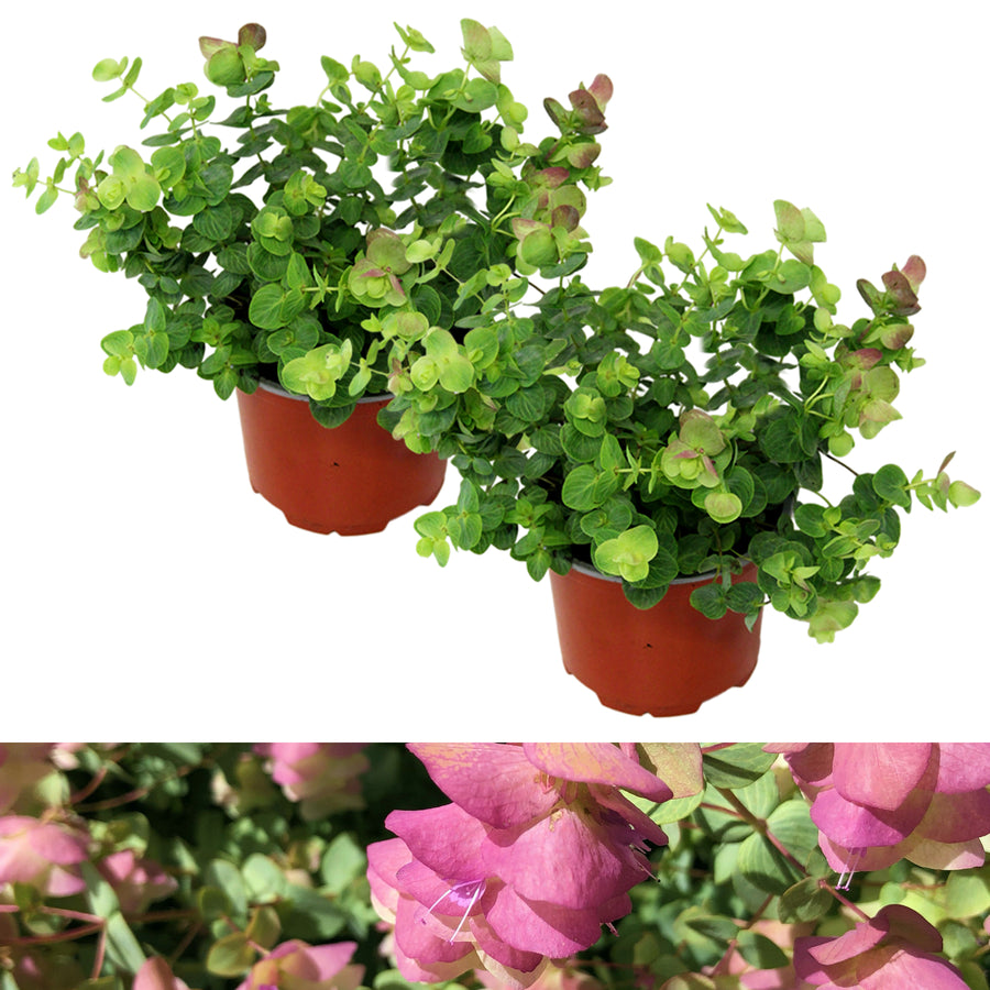 Oregano Kent Beauty KNTBEUTYOREGN-2-kent beauty ornamental oregano outdoor plant 7